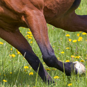 Gelenke, Sehnen und Bänder